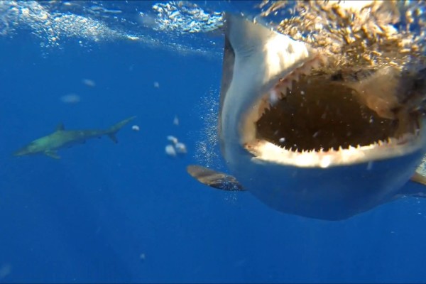 A powerful shark chomps on our bait at Ocean Sentinel Productions