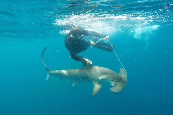 Our experienced team wrangles a juvenile hammerhead shark in the open ocean