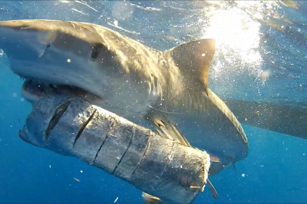 A large tiger shark makes quick work of a piece of bait at Ocean Sentinel Productions