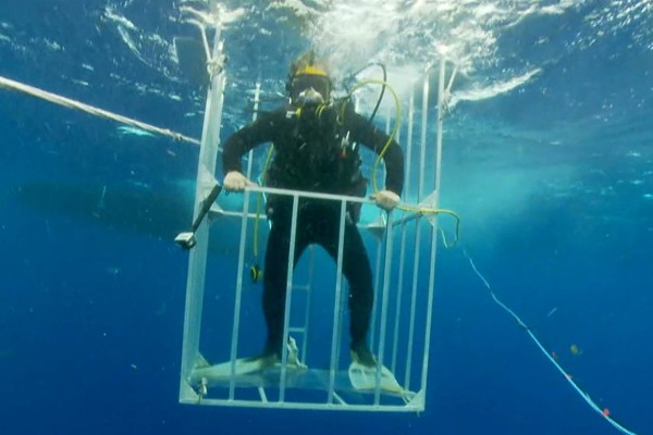 A diver enjoys the thrill of cage shark diving on our expeditions