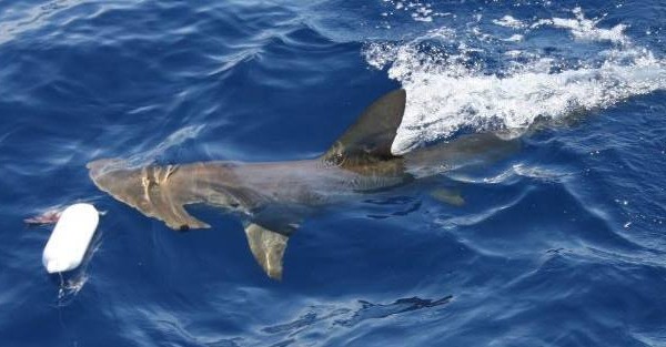 A hammerhead shark chases a bait at Ocean Sentinel Productions