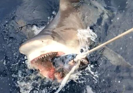 A large bull shark hits a bait on an Ocean Sentinel Expedition